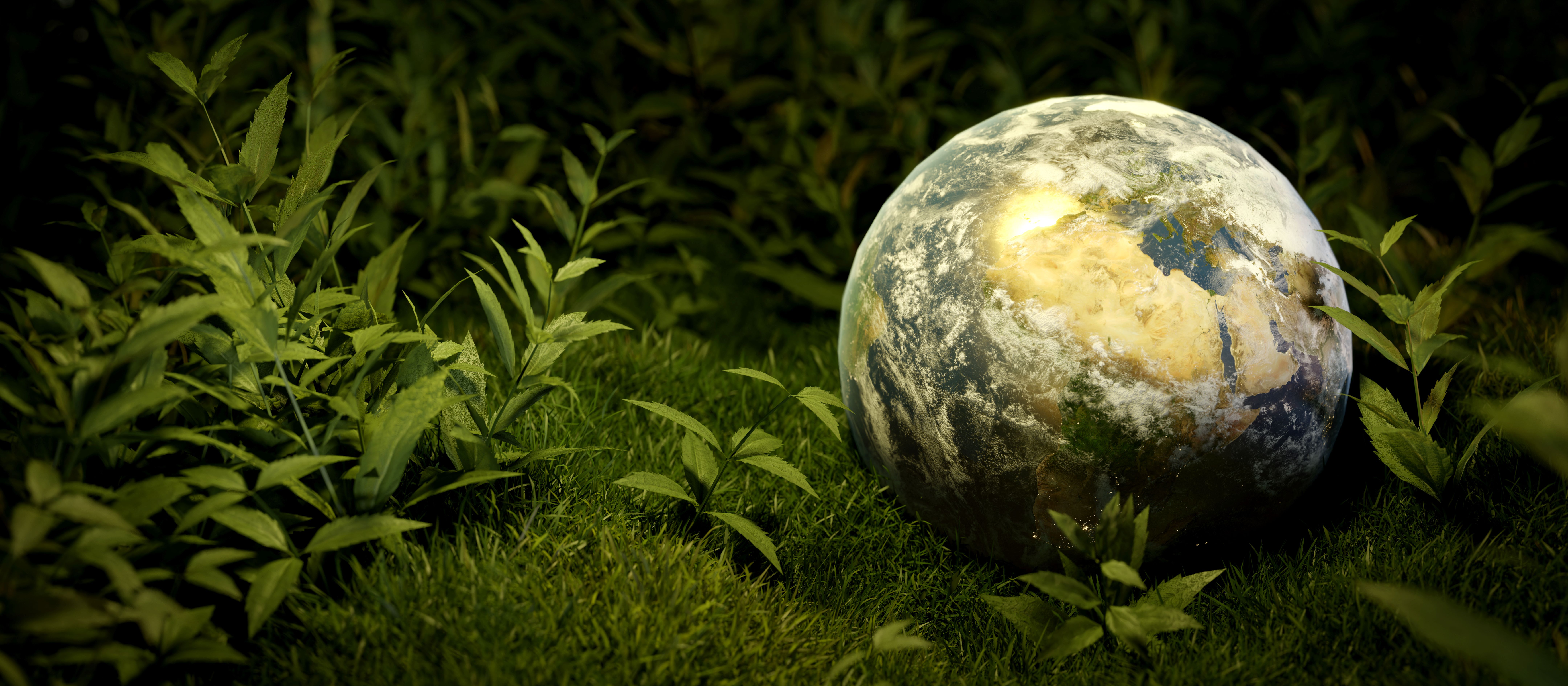 Planet on a forest